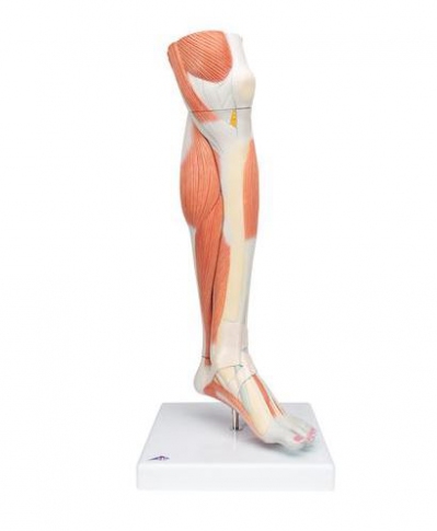 [STOCK CLEARANCE] Lower Muscle Leg with detachable Knee, 3 part, Life Size