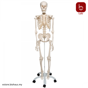 [3B Scientific] Human Skeleton Model Stan - 3B Smart Anatomy