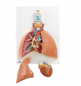 Lung Model with Larynx, 5 part