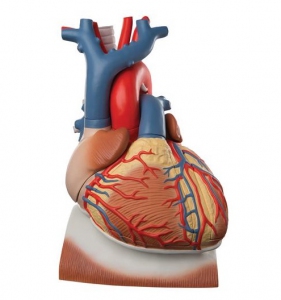 Heart on Diaphragm, 3 times life size, 10 part